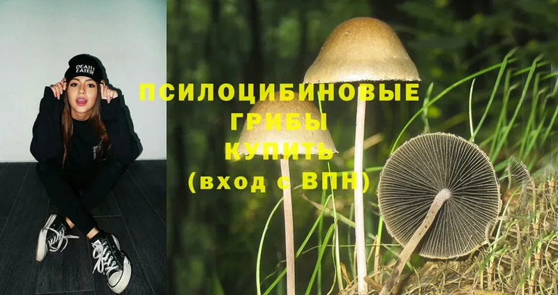 цены   Никольское  Галлюциногенные грибы Psilocybine cubensis 